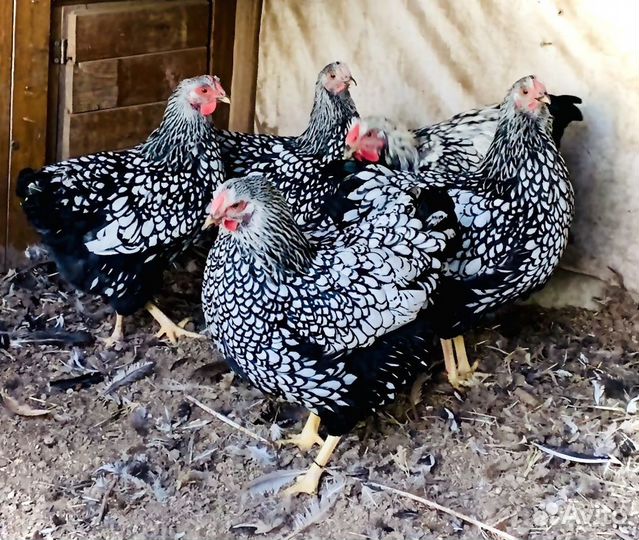 Виандот,брама (инкубационное яйцо)