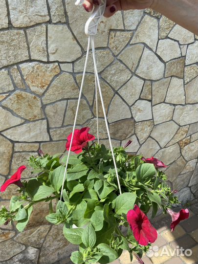 Петуния ампельная