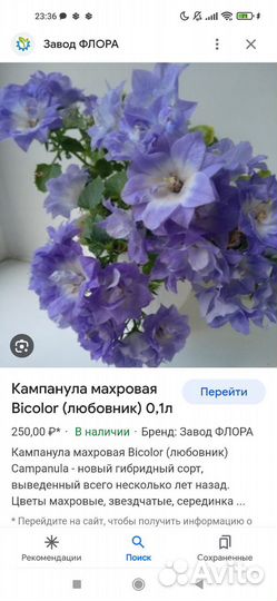 Кампанула махровая и обычная