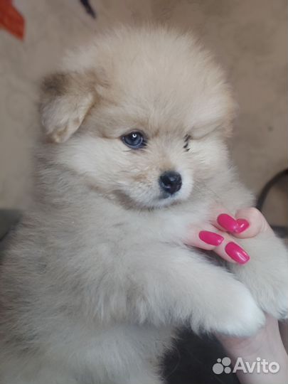 Щенки шпица