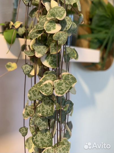 Церопегии / Ceropegia