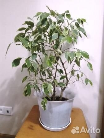 Фикус пестролистный