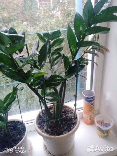 Замиокулькас