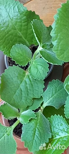 Плекрантус-комнатная мята