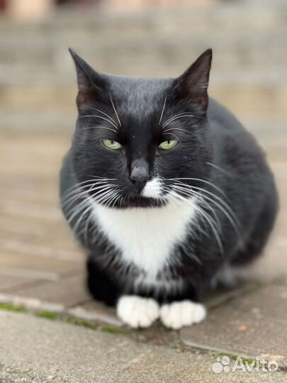 Котик в добрые руки