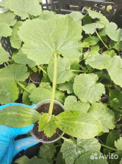 Рассада дыни и арбузов