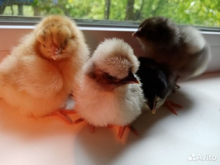 Цыплята из цветного яйца