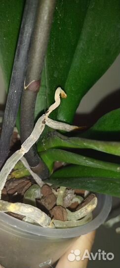 Орхидея фаленопсис