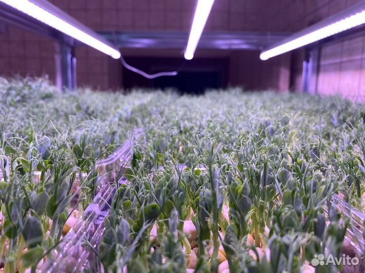 Микрозелень Брокколи Калабрезе