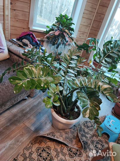 Замиокулькас