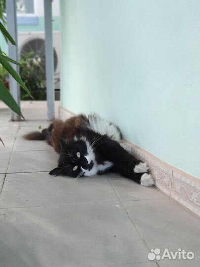 Отдам бесплатно кошку стерилизованную