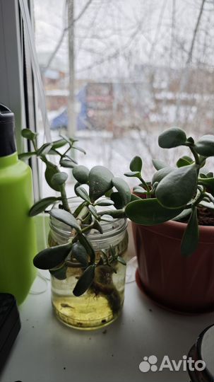 Толстянка с горшком