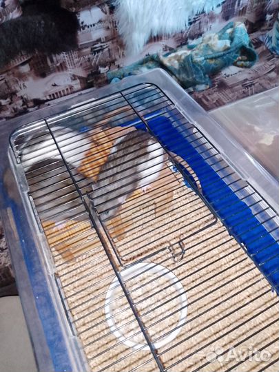 Вязка крыс самцов (спаривание)