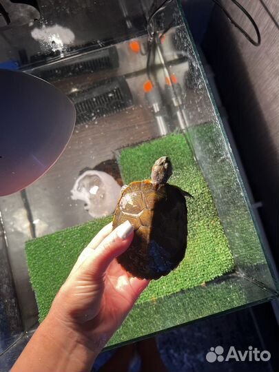 Аквариум с черепахами