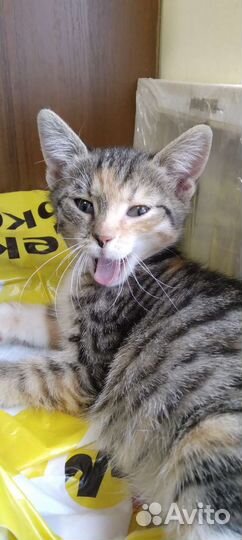 Кошки
