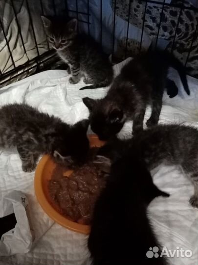 Котята в добрые руки