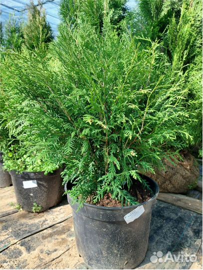 Туя западн Смарагд Брабант Шаровидная Ель Глаука +