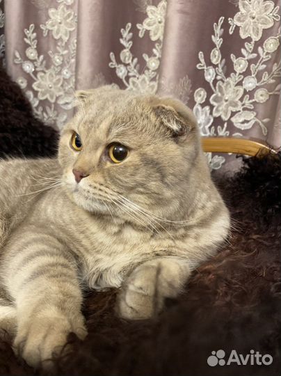 Шотландский кот вязка