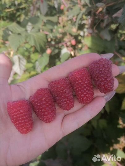 Малина ремонтантная