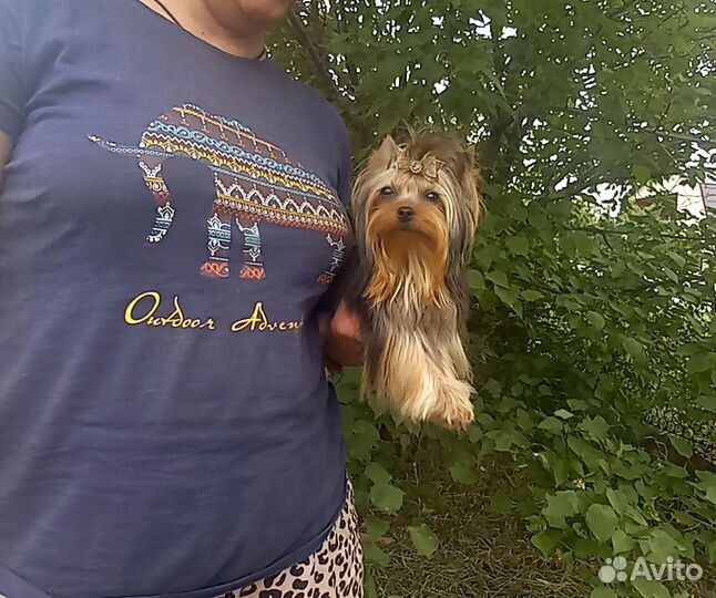 Йорк девочка супер мини
