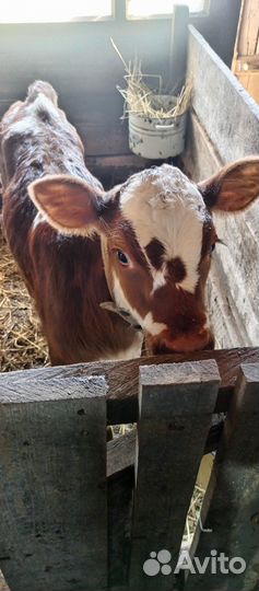 Телята телки