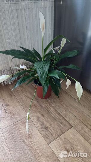 Спатифиллум Сильвер Купидо