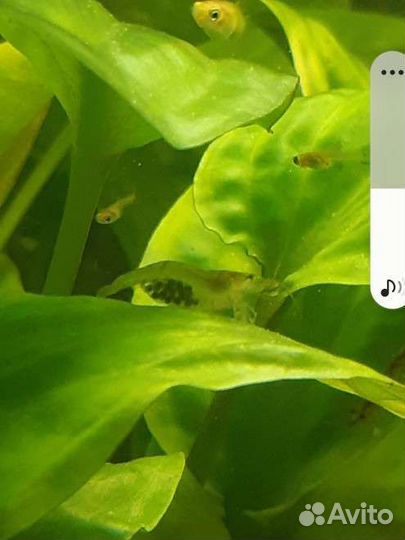 Аквариумное растение и гуппи