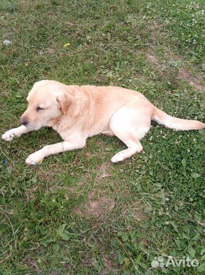 Продаю собак