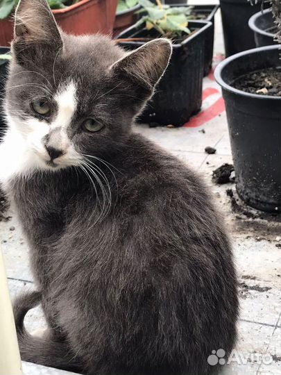 Скотник пастух