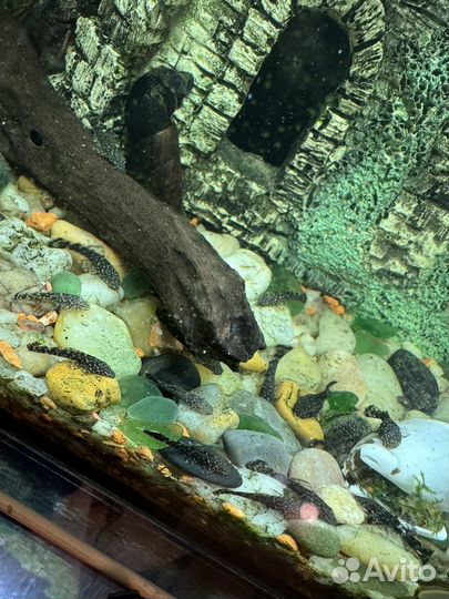 Сомики анциструсы