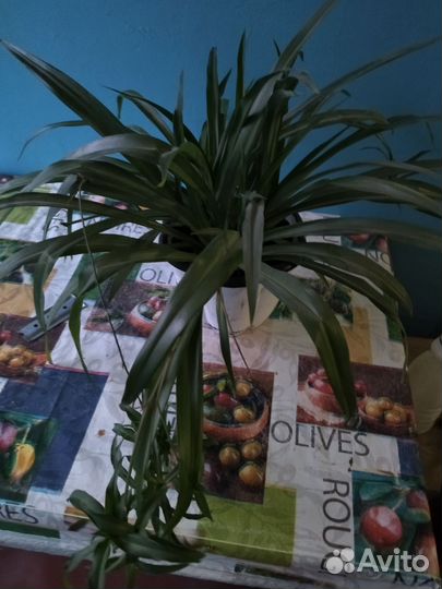 Хлорофитум