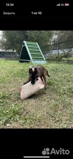 Кинолог Дрессировка собак (ветдиетолог,хендлер)