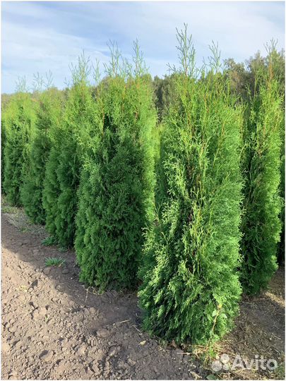Туя западная Смарагд 1.6м пышная