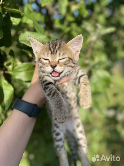 Бенгальские котята