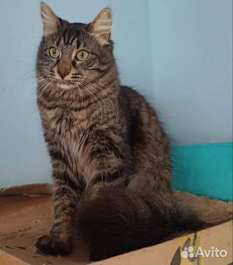 Кот красавчик