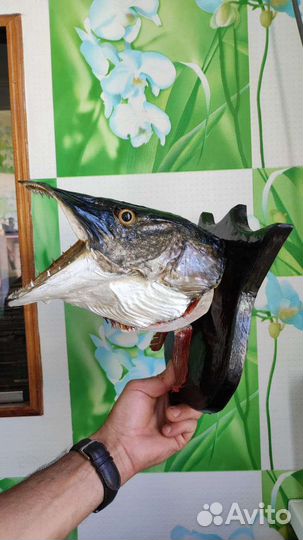 Чучело головы щуки