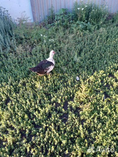 Мускусные утки