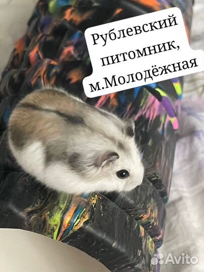 Джунгарский хомяк империал мандарин и стандарт