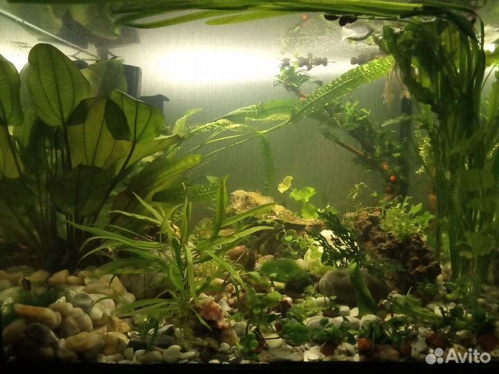 Гуппи, пецилии, спикси, анциструс