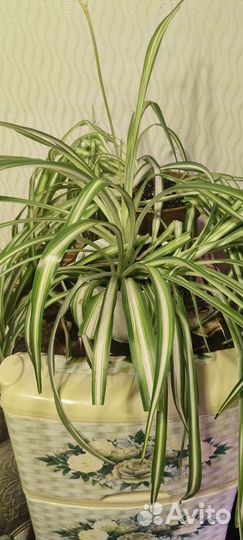 Хлорофитум