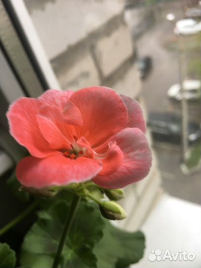 Пеларгония герань