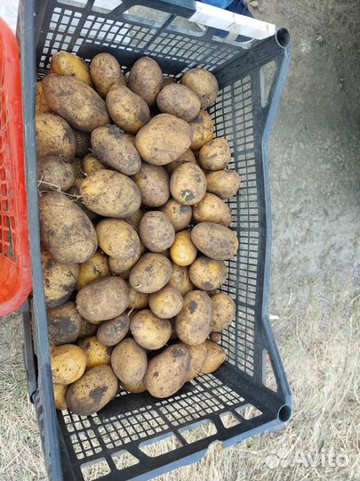 Семенной картофель тулеевский гала