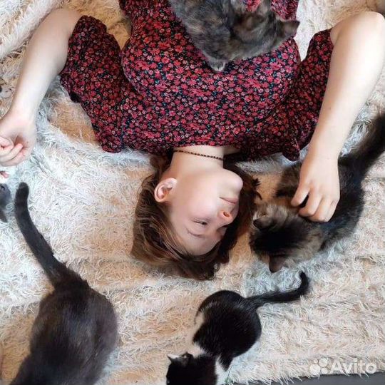 Передержка для кошек и котят