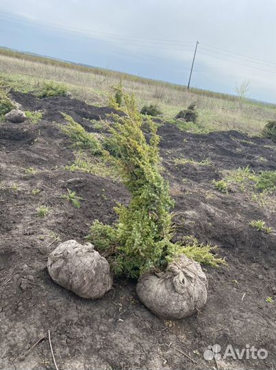 Можжевельник