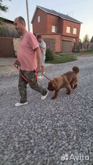 Дрессировка собак, специалист по поведению собак