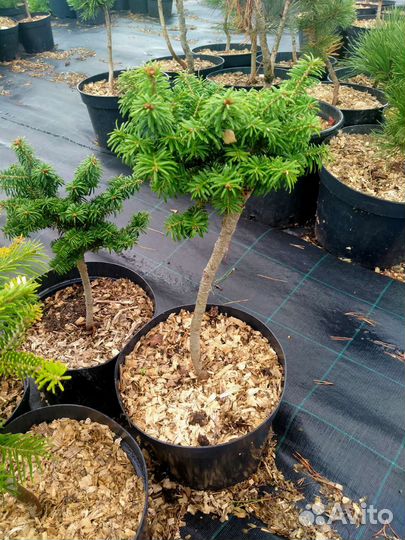 Продам хвойные саженцы