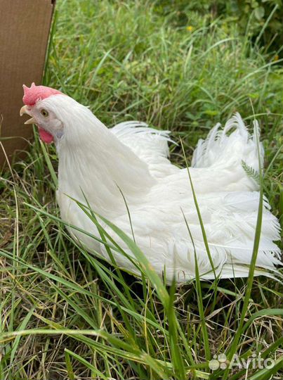 Куры молодки несушки