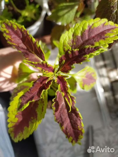 Отростки колеусов 20 видов