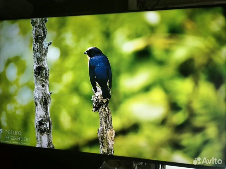 Телевизор Haier 50 SMART tv