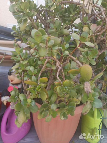 Толстянка денежное деревоКаланхоэто